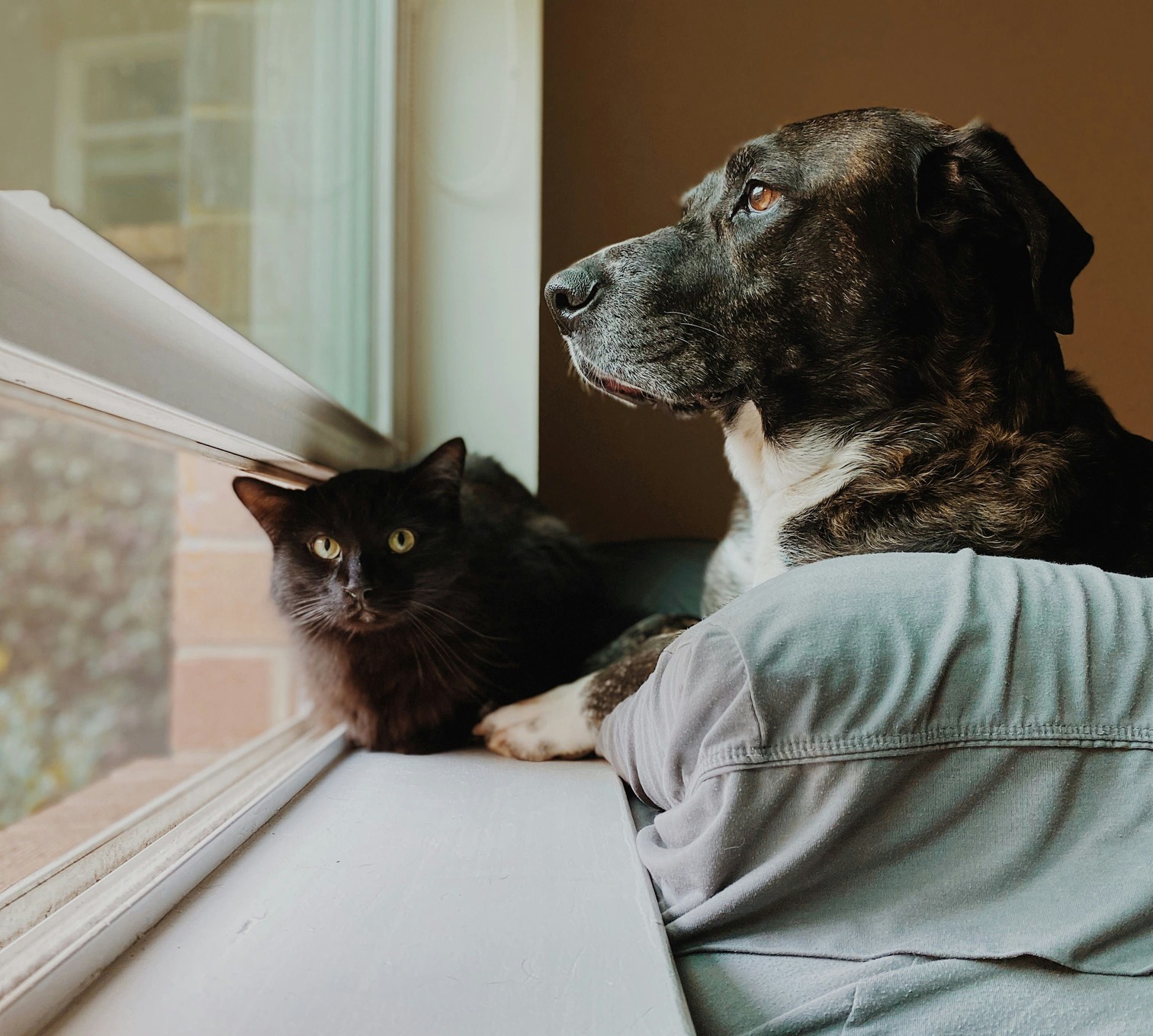 Pet Friendly